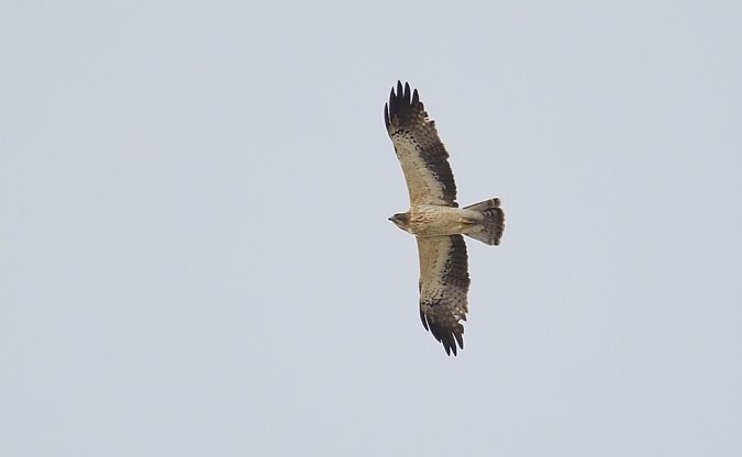 Aigle botté  - Rafał Szczerbik