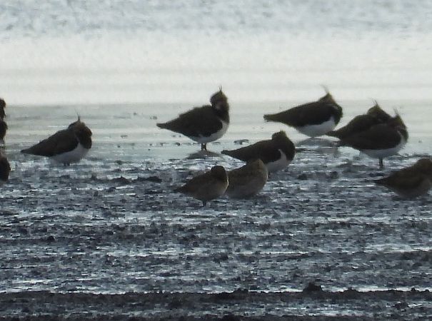 Pacific Golden Plover  - Remigiusz Chlewicki