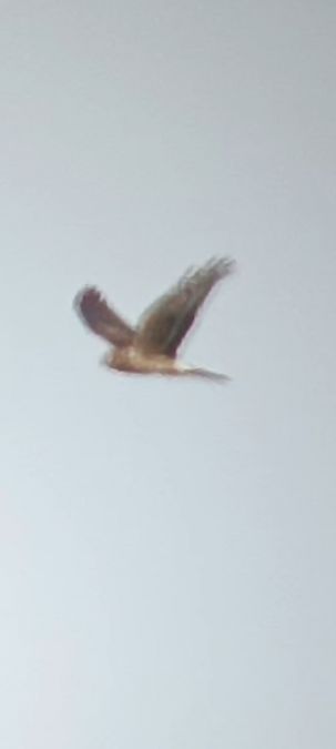 Busard Saint-Martin  - Marcin Sołowiej