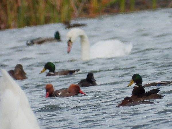 Nette rousse  - Andrzej Gajowniczek