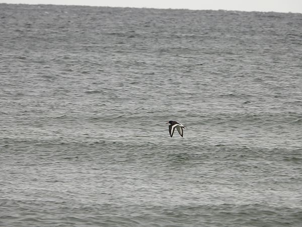 ostrygojad  - Anna Włodarczak-Komosińska