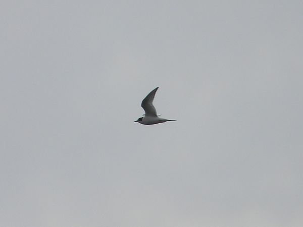 Küstenseeschwalbe  - Anna Włodarczak-Komosińska