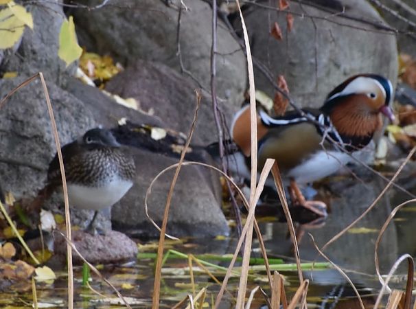 Mandarinente  - Hanna Żelichowska