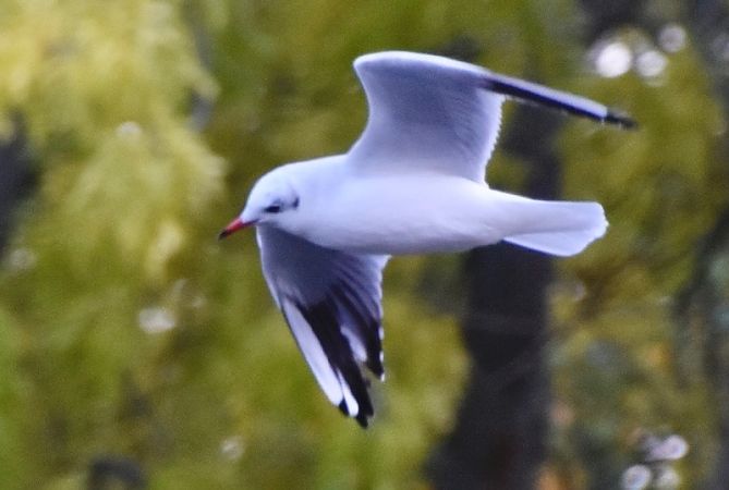 Lachmöwe  - Hanna Żelichowska