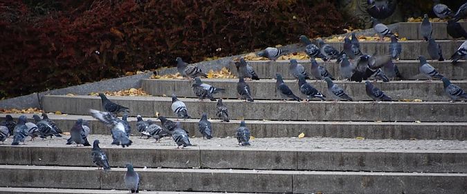 Strassentaube  - Hanna Żelichowska