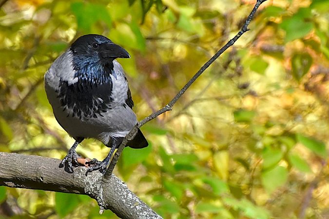 Nebelkrähe  - Hanna Żelichowska