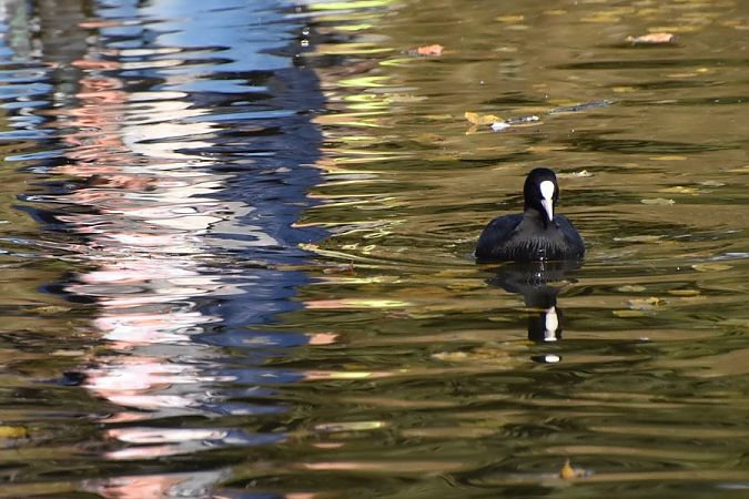 Blässhuhn  - Hanna Żelichowska