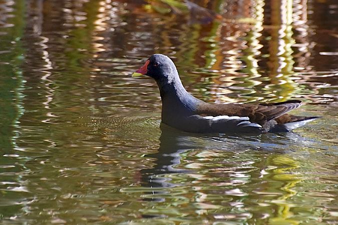 Teichhuhn  - Hanna Żelichowska