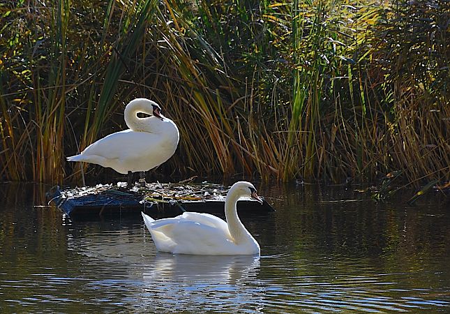 Höckerschwan  - Hanna Żelichowska