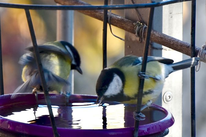 Kohlmeise  - Hanna Żelichowska