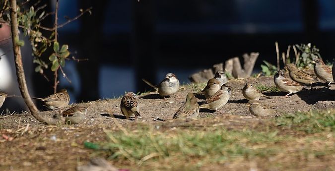 Haussperling  - Hanna Żelichowska