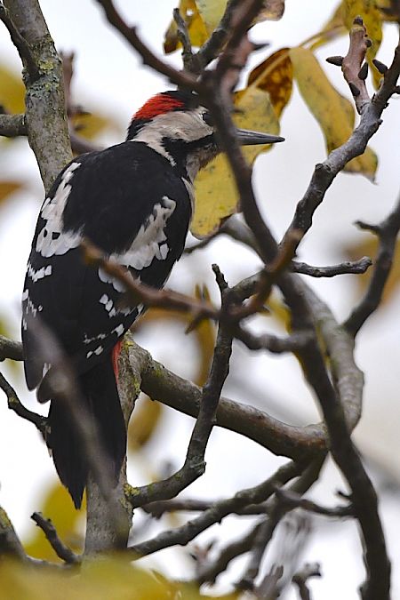 Blutspecht  - Hanna Żelichowska
