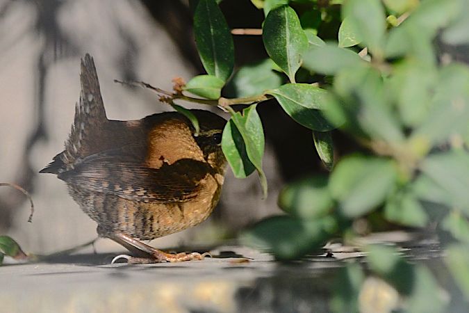 Zaunkönig  - Hanna Żelichowska