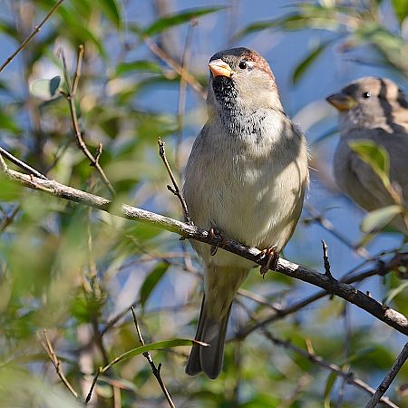 Moineau domestique  - Hanna Żelichowska