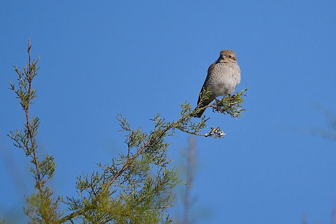 Pie-grièche écorcheur  - Hanna Żelichowska
