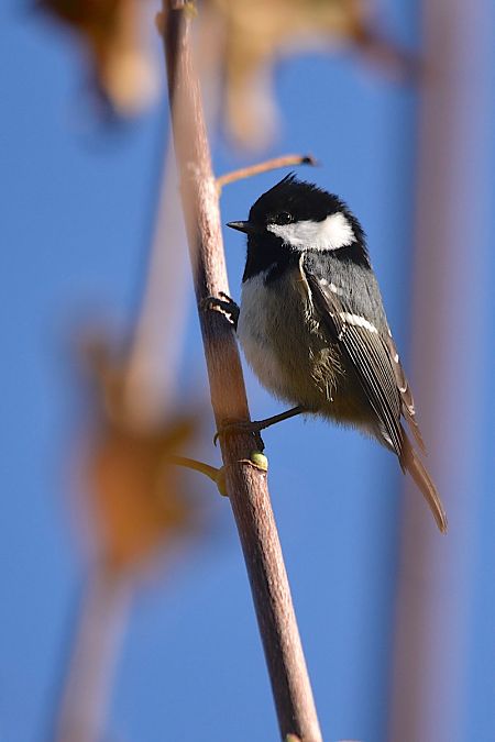 Coal Tit  - Hanna Żelichowska