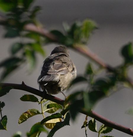 Sperbergrasmücke  - Hanna Żelichowska