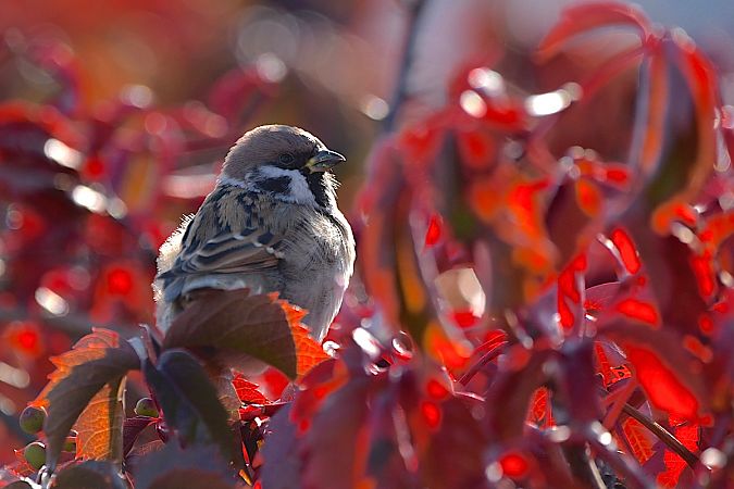 Feldsperling  - Hanna Żelichowska