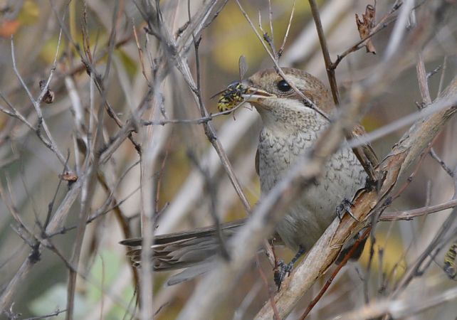 Pie-grièche écorcheur  - Hanna Żelichowska