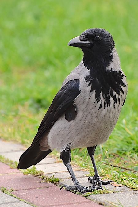 Hooded Crow  - Hanna Żelichowska