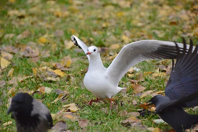 Lachmöwe  - Hanna Żelichowska