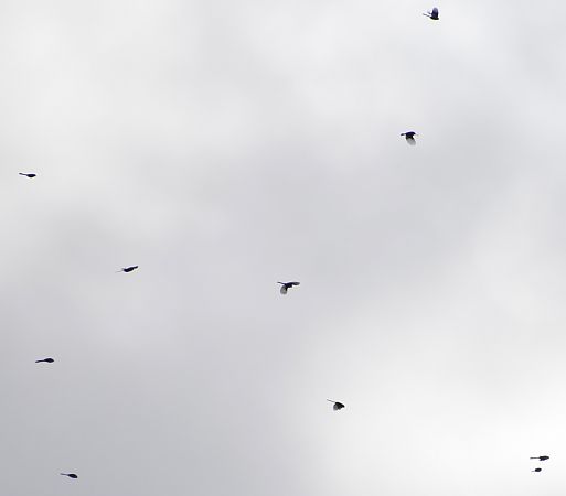 Schwanzmeise  - Hanna Żelichowska