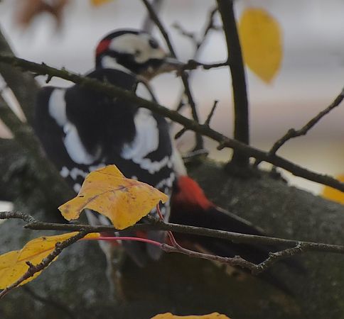 Great Spotted Woodpecker  - Hanna Żelichowska