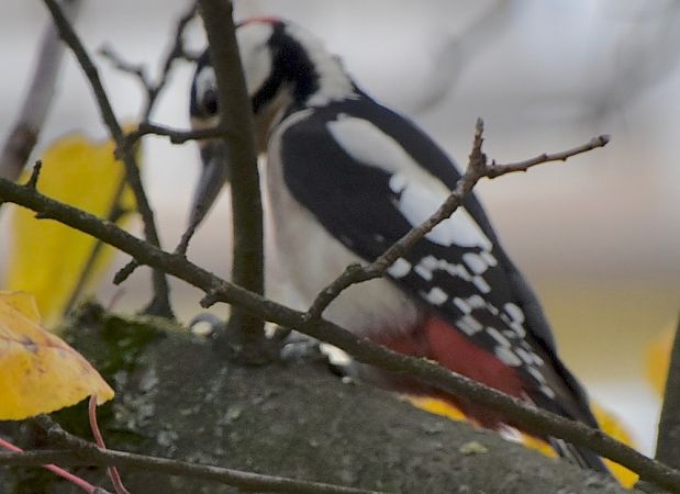 dzięcioł duży  - Hanna Żelichowska