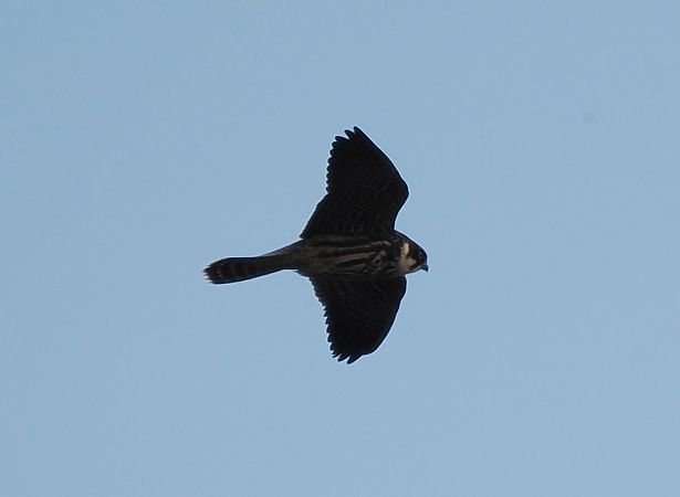 kobuz  - Mariusz Dąbek