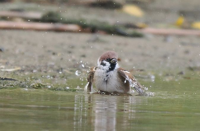 mazurek  - Mariusz Dąbek