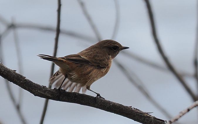 kląskawka  - Mariusz Dąbek