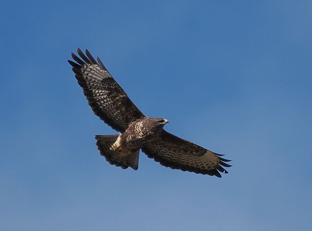 myszołów  - Mariusz Dąbek