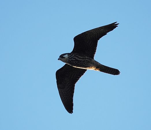 sokół skalny  - Mariusz Dąbek