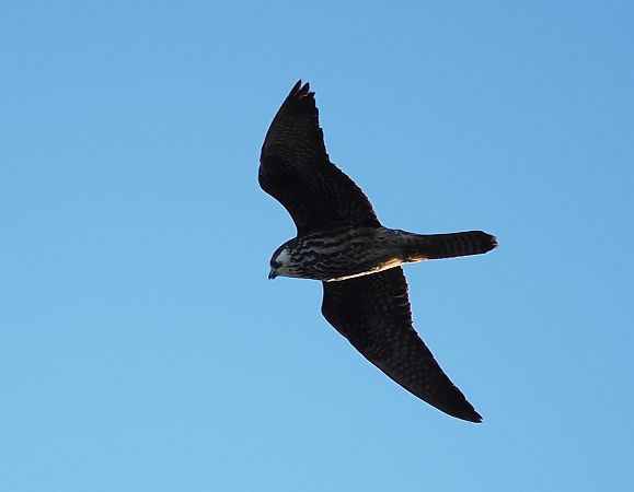 sokół skalny  - Mariusz Dąbek