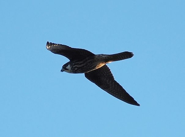 sokół skalny  - Mariusz Dąbek