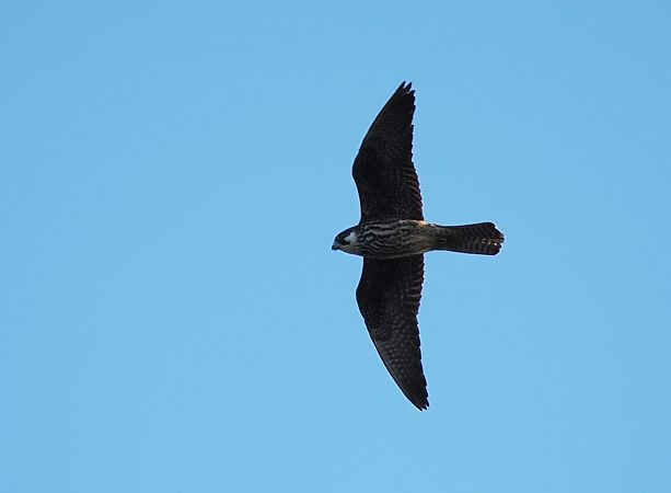 sokół skalny  - Mariusz Dąbek
