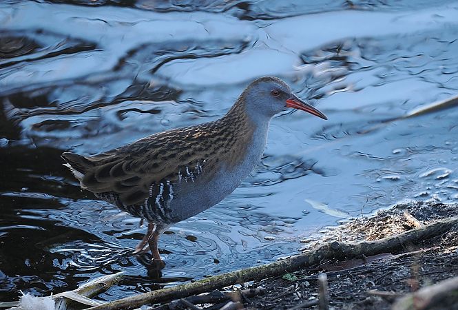 wodnik  - Mariusz Dąbek