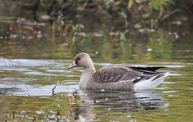 gęś białoczelna  - Mariusz Dąbek