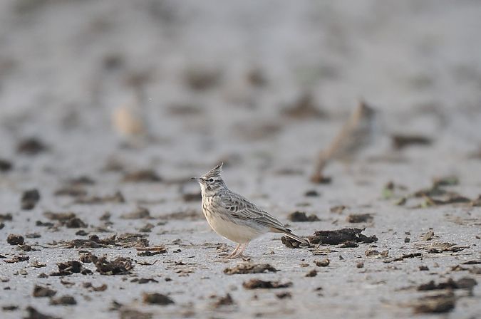 dzierlatka  - Mariusz Dąbek