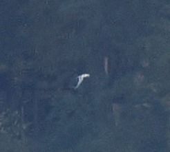 rybitwa popielata  - Mariusz Dąbek