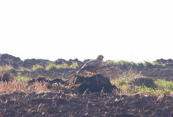 Adlerbussard  - Katarzyna Kmieć-Kwasek