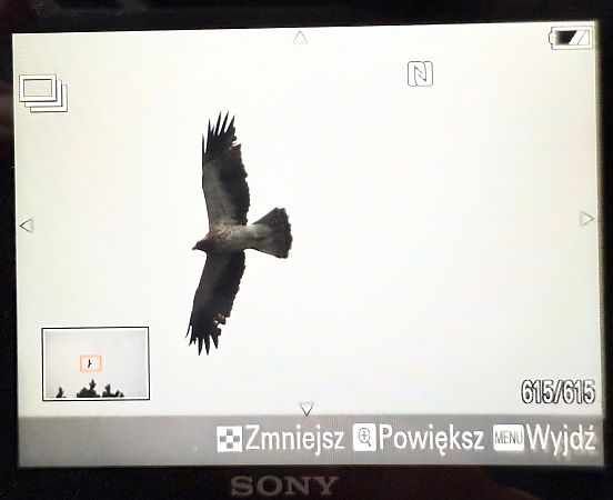 Zwergadler  - Katarzyna Kmieć-Kwasek