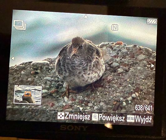 Purple Sandpiper  - Katarzyna Kmieć-Kwasek