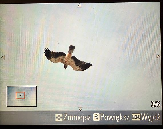 Zwergadler  - Katarzyna Kmieć-Kwasek