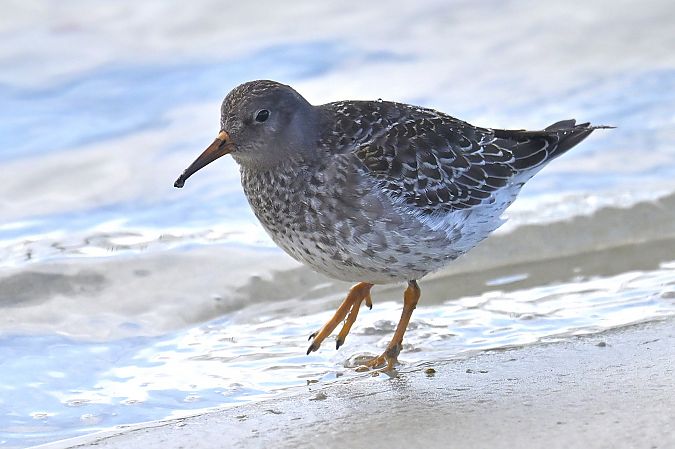 Meerstrandläufer  - Piotr Kunowski
