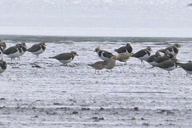 siewka złotawa  - Piotr Kunowski