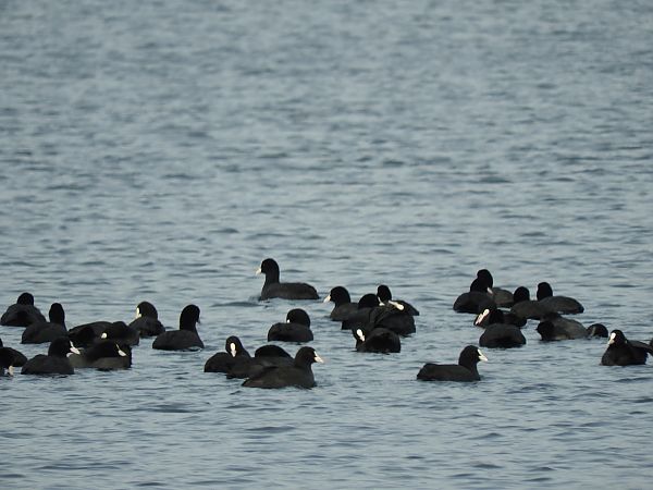 łyska  - Janusz Maliczak