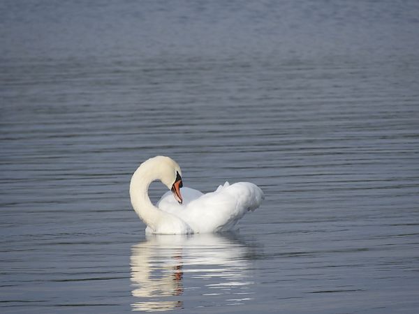 łabędź niemy  - Janusz Maliczak