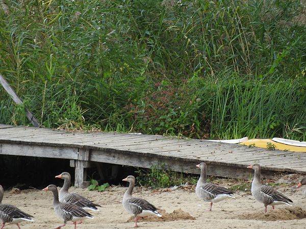 gęgawa  - Janusz Maliczak