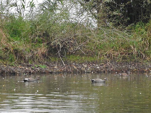 krakwa  - Janusz Maliczak